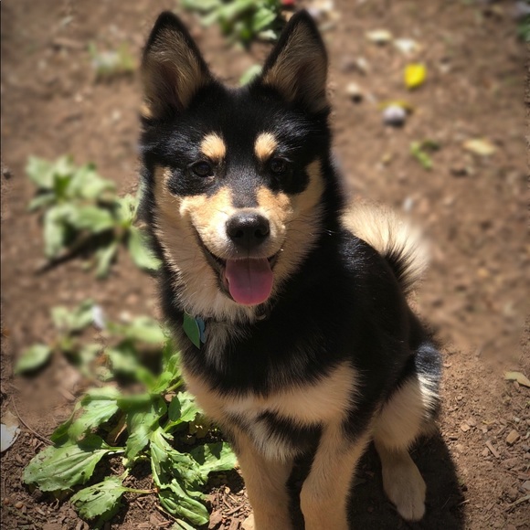 Meet your Posher, Kaeli - Picture 4 of 6